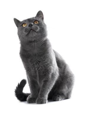 Beyaz arka planda sevimli gri kedi. Sevimli hayvan.