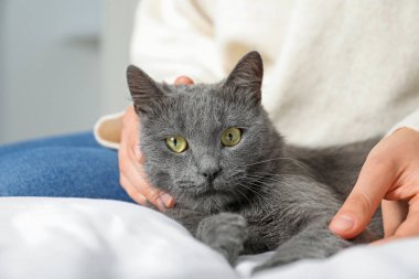 Güzel gri kedisi olan bir kadın evde, yakın plan.