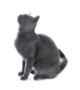 Beyaz arka planda sevimli gri kedi. Sevimli hayvan.