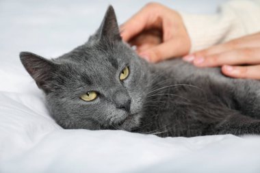 Güzel gri kedisi olan bir kadın evde, yakın plan.
