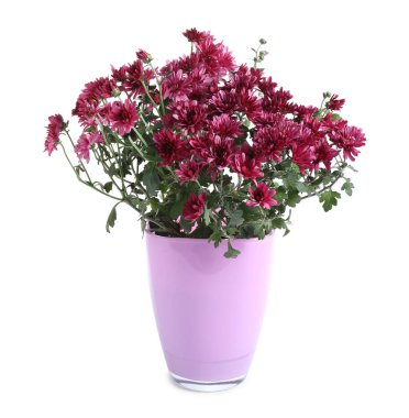 Beyaz tenceredeki güzel pembe kasımpatı çiçekleri.