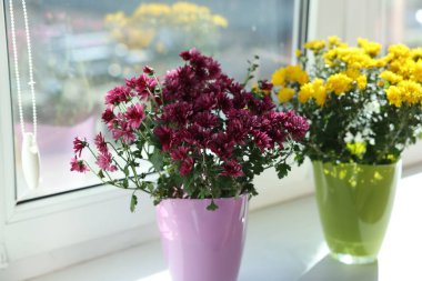 Güzel pembe ve sarı kasımpatı çiçekleri pencere eşiğinde saksılarda, yakın plan