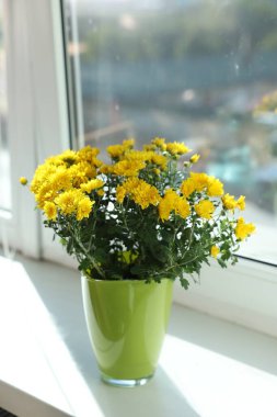 Güzel sarı kasımpatı çiçekleri pencere pervazında saksıda