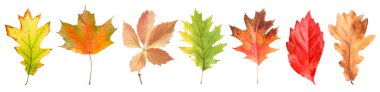 Güzel sonbahar yaprakları beyazlar üzerinde izole, set. Sonbahar sezonu