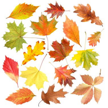 Güzel sonbahar yaprakları beyazlar üzerinde izole, set. Sonbahar sezonu