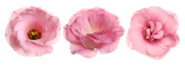 Three eustoma flowers isolated on white, set