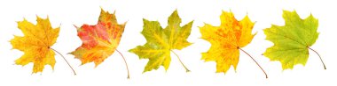 Güzel sonbahar yaprakları beyazlar üzerinde izole, set. Sonbahar sezonu
