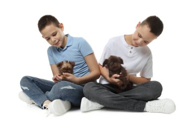 Beyaz arka planda sevimli Griffon yavruları olan çocuklar. Evcil hayvan