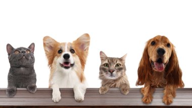 Kediler ve köpekler pençeleri masada dışarı bakıyor. Beyaz arkaplan