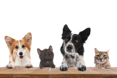 Kediler ve köpekler pençeleri masada dışarı bakıyor. Beyaz arkaplan