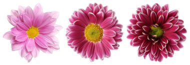 Üç farklı kasımpatı çiçeği beyaza izole edilmiş.