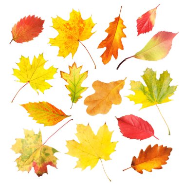 Güzel sonbahar yaprakları beyazlar üzerinde izole, set. Sonbahar sezonu