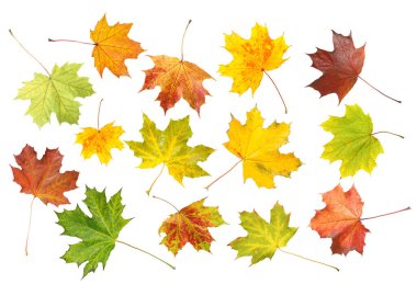 Sonbahar yaprakları beyazlar üzerinde izole, set. Sonbahar sezonu