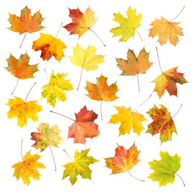 Güzel sonbahar yaprakları beyazlar üzerinde izole, set. Sonbahar sezonu