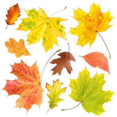 Güzel sonbahar yaprakları beyazlar üzerinde izole, set. Sonbahar sezonu