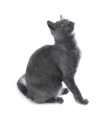 Beyaz arka planda sevimli gri kedi. Sevimli hayvan.