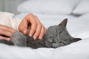 Güzel gri kedisi olan bir kadın evde, yakın plan.