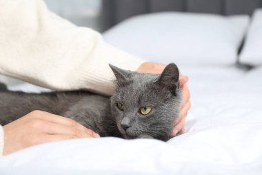 Güzel gri kedisi olan bir kadın evde, yakın plan.