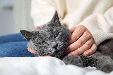 Güzel gri kedisi olan bir kadın evde, yakın plan.