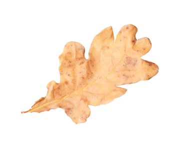 Bir kuru meşe yaprağı beyaza izole edilmiş. Sonbahar mevsimi