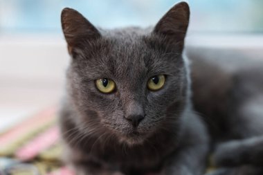 Şirin gri kedi kapalı mekanda, yakın plan. Sevimli hayvan.