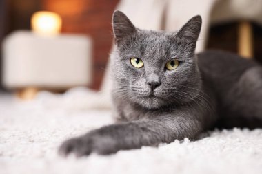 İçerideki halıda sevimli gri kedi, mesaj için yeri olan yakın plan. Sevimli hayvan.