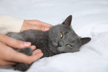 Güzel gri kedisi olan bir kadın evde, yakın plan.