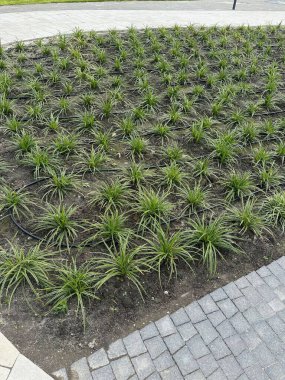 Drenaj sulama sistemi ve bahçedeki bitkiler