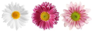 Üç farklı kasımpatı çiçeği beyaza izole edilmiş.