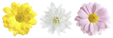 Üç farklı kasımpatı çiçeği beyaza izole edilmiş.