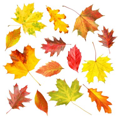 Güzel sonbahar yaprakları beyazlar üzerinde izole, set. Sonbahar sezonu