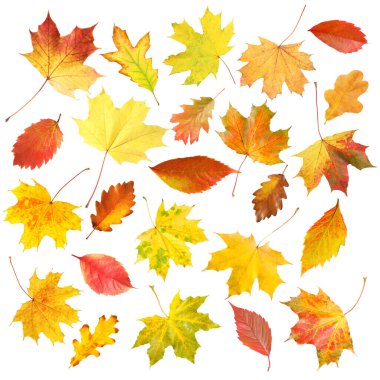 Güzel sonbahar yaprakları beyazlar üzerinde izole, set. Sonbahar sezonu