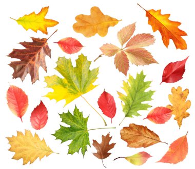 Sonbahar yaprakları beyazlar üzerinde izole, set. Sonbahar sezonu