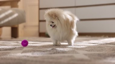 Şirin pomeranya köpeği içeride oyuncaklarla oynuyor.