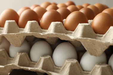 Different raw chicken eggs in egg cartons, closeup