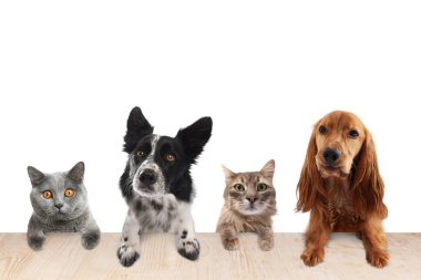 Kediler ve köpekler pençeleri masada dışarı bakıyor. Beyaz arkaplan