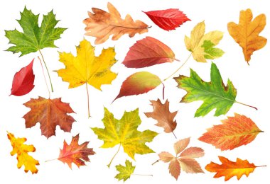 Sonbahar yaprakları beyazlar üzerinde izole, set. Sonbahar sezonu