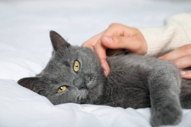 Güzel gri kedisi olan bir kadın evde, yakın plan.