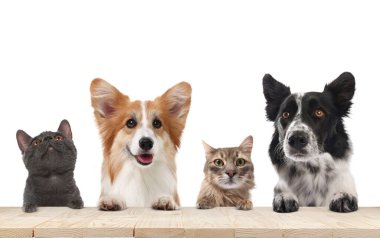 Kediler ve köpekler pençeleri masada dışarı bakıyor. Beyaz arkaplan