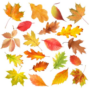 Güzel sonbahar yaprakları beyazlar üzerinde izole, set. Sonbahar sezonu