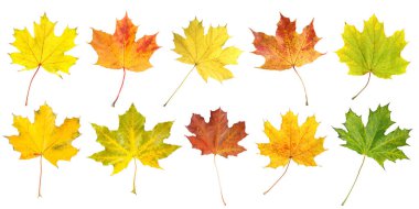 Sonbahar yaprakları beyazlar üzerinde izole, set. Sonbahar sezonu