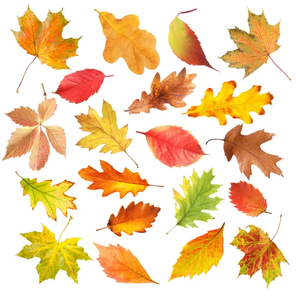 Güzel sonbahar yaprakları beyazlar üzerinde izole, set. Sonbahar sezonu