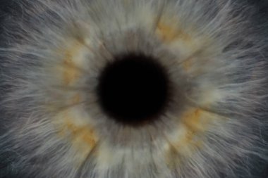 İnsan gözü, yakın plan. Arkaplan olarak öğrenci ile renkli iris