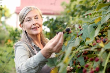 Bahçedeki çalılıklardan olgun böğürtlen toplayan yaşlı kadın.