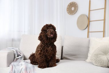 Evdeki kanepede şirin Cocker Spaniel köpeği, mesaj için yer var.