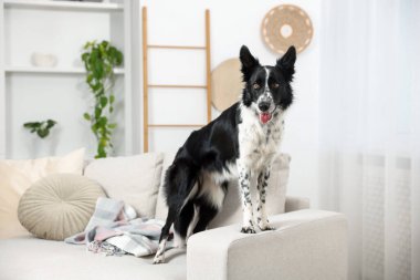 Şirin bir Border Collie köpeği.