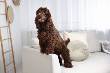 Evdeki kanepede tatlı Cocker Spaniel köpeği.
