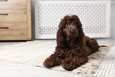Şirin Cocker Spaniel köpeği evde yerde, mesaj için yer var.