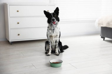 Tatlı Border Collie köpeği ve evde yemek kasesi.