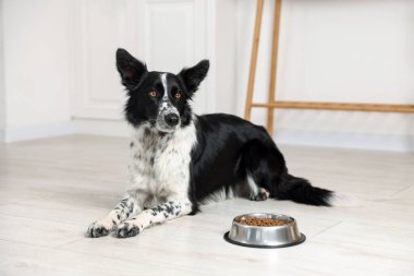 Tatlı Border Collie köpeği ve evde yemek kasesi.
